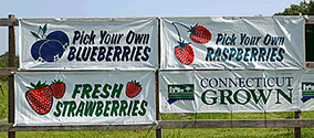 Norton Brothers Fruit Farm - Pick Your Own